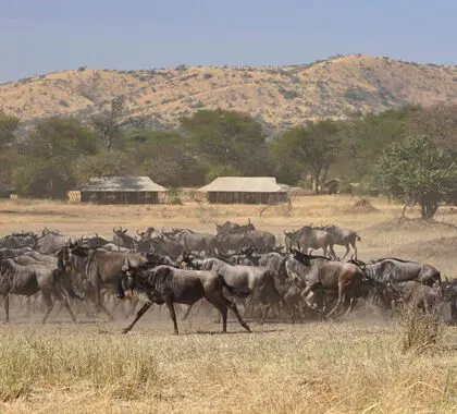 Ubuntu Migration Camp, Parque Nacional del Serengeti, Tanzania | Go2Africa