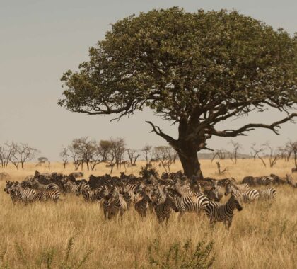 10 Best Masai Mara Safari Tours