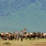 Migración de los ñus.