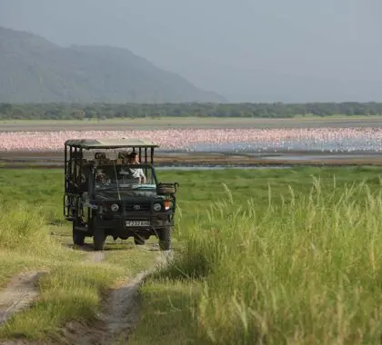 Flamencos del lago Manyara.