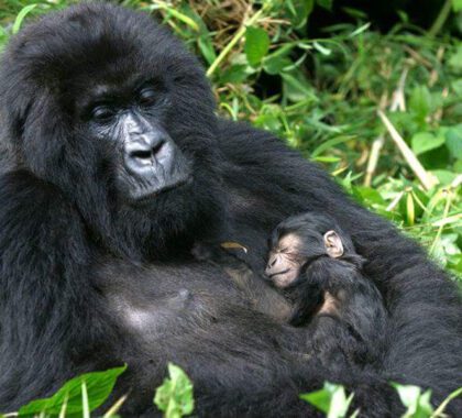 New born gorilla with the mother.