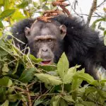 Habituación de chimpancés en la isla de Rubondo.
