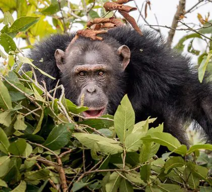 Habituación de chimpancés en la isla de Rubondo.