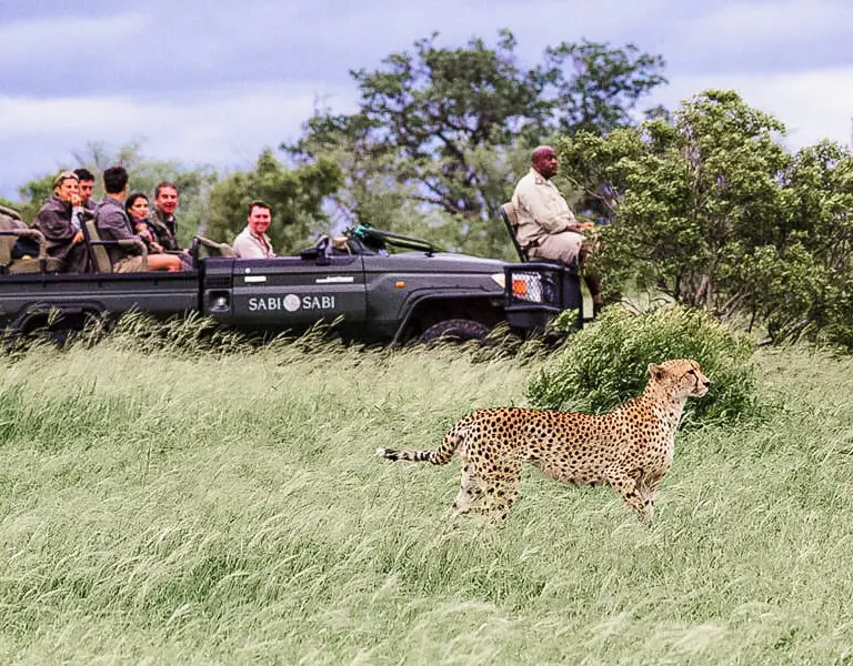 Spotting a member of the Big 5 | Sabi Sabi Little Bush Camp