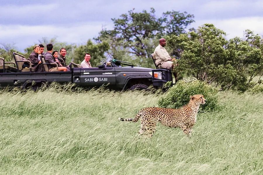 A game vehicles stops to look at one of the big cats on a game drive | Go2Africa