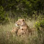 Capturado en Segera, situado en el corazón de la meseta de Laikipia.