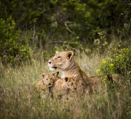 Capturado en Segera, situado en el corazón de la meseta de Laikipia.