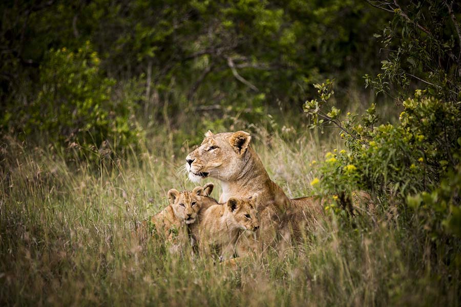 Captured at Segera - situated in the heart of the Laikipia Plateau.