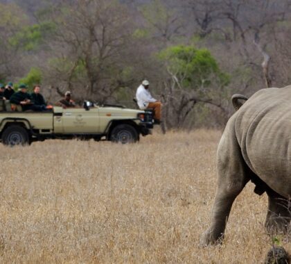12 Best South African Safari Tours