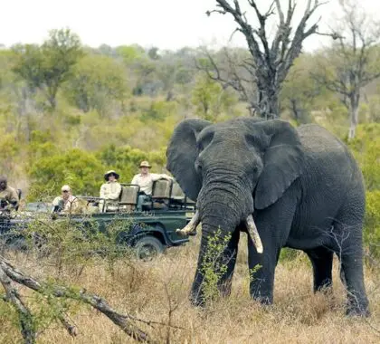 Avistamientos regulares de Big 5 en Singita Lebombo.