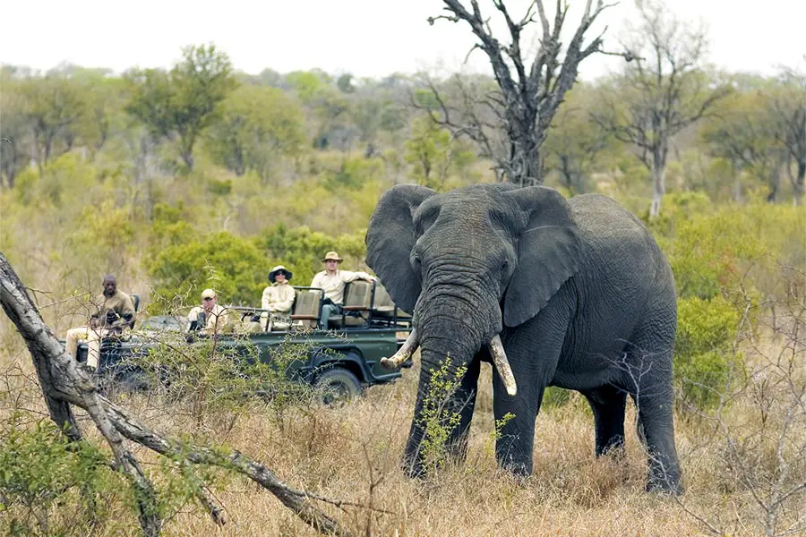 Avistamientos regulares de Big 5 en Singita Lebombo.