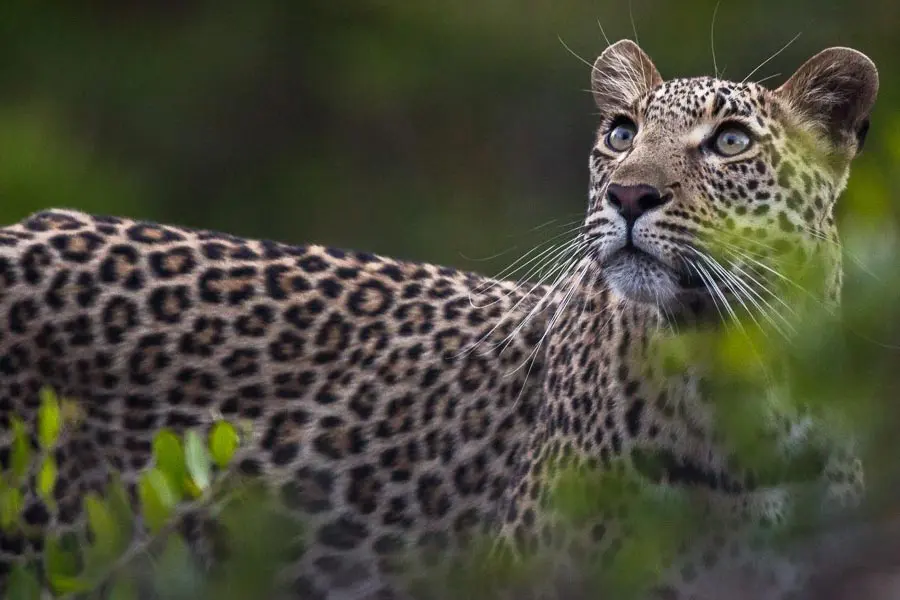Un leopardo entre la maleza verde enfoca su próximo punto de aterrizaje