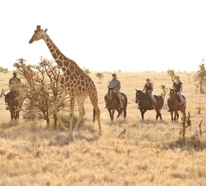 Horse riding within the Lewa Wildlife Conservancy.