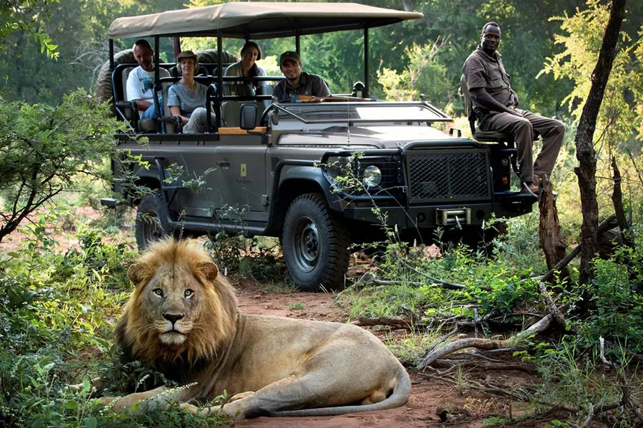 Lion sighting morukuru madikwe