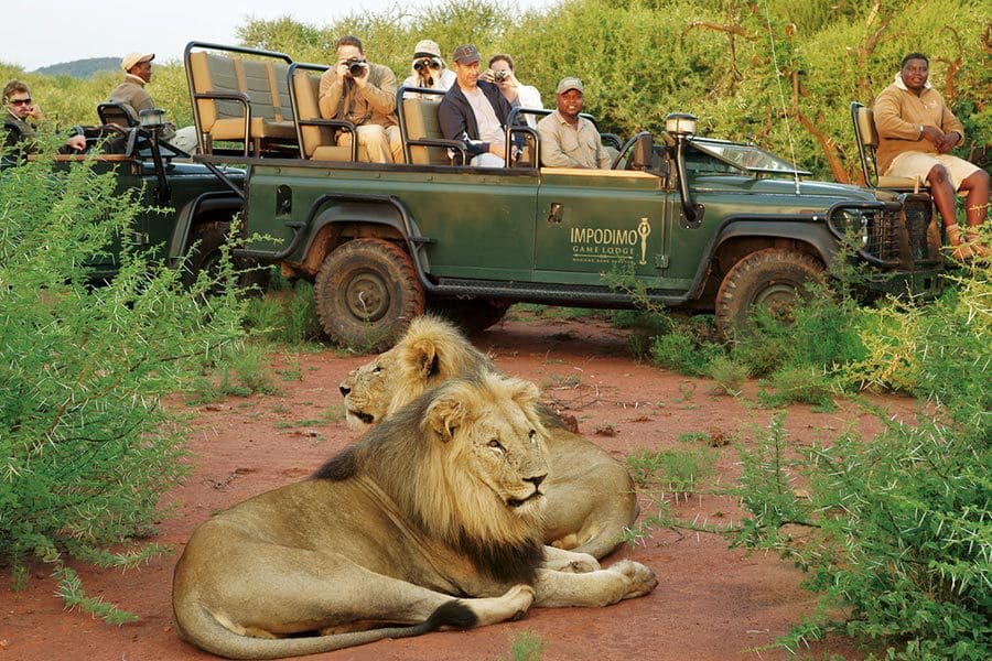 Dos leones machos adultos en un matorral de acacias en Madikwe mientras los safaris son observados desde corta distancia.