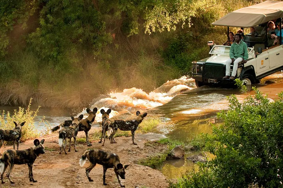 Una manada de perros salvajes se despliega delante de un vehículo de safari mientras los safariistas observan