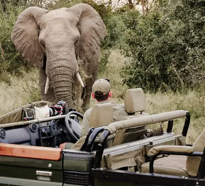 Safari en Sudáfrica: Cómo combinar Ciudad del Cabo y Kruger Safari