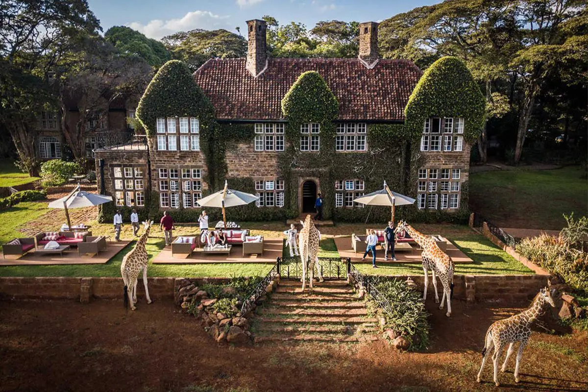 An elevated view of the ivy-covered face brick Giraffe Manor with three giraffe leaning up to seating areas with umbrellas while one waits off to the side | Go2Africa
