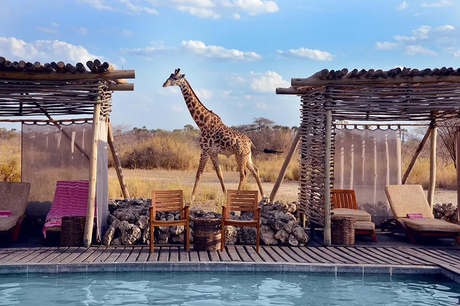 Mirando a la piscina y a las tumbonas a la sombra con una jirafa caminando entre ellas | Go2Africa 