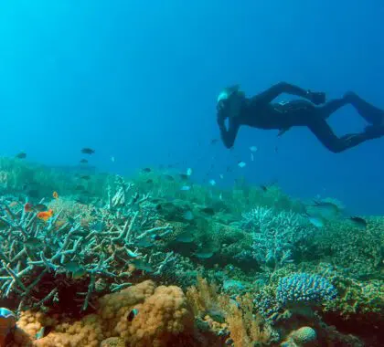 Fanjove-Island-activities---diving