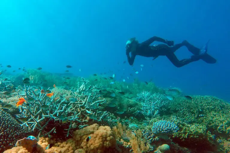 Explore marine life scuba diving.