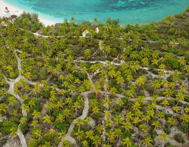 Explore the island on the multiple paths through the palm forest.