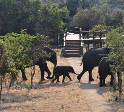 Elephants making their way through the camp grounds at Mbali Katavi Lodge.