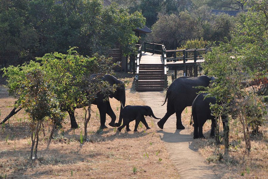 Elephants making their way through the camp grounds at Mbali Katavi Lodge.