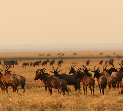 Antelope in Katavi.