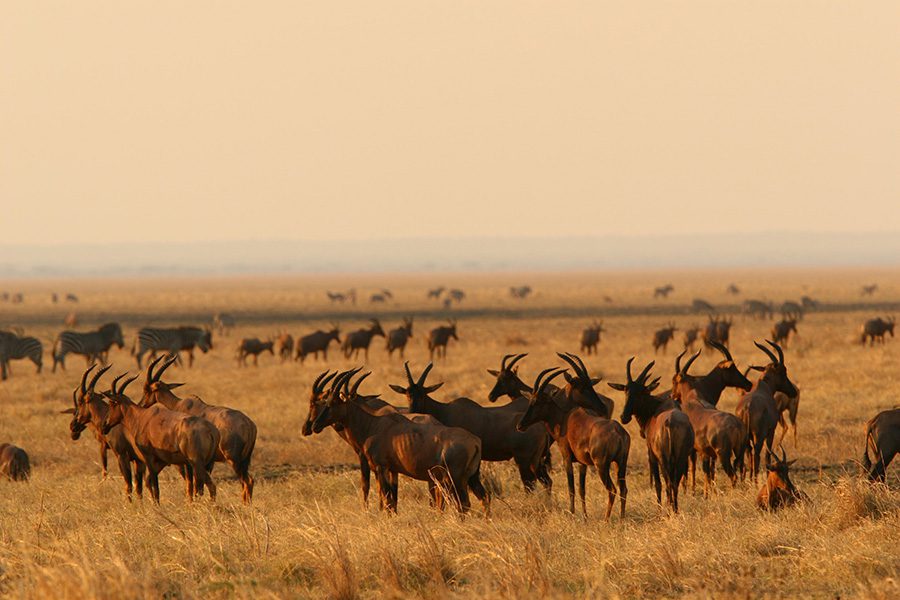 Antelope in Katavi.