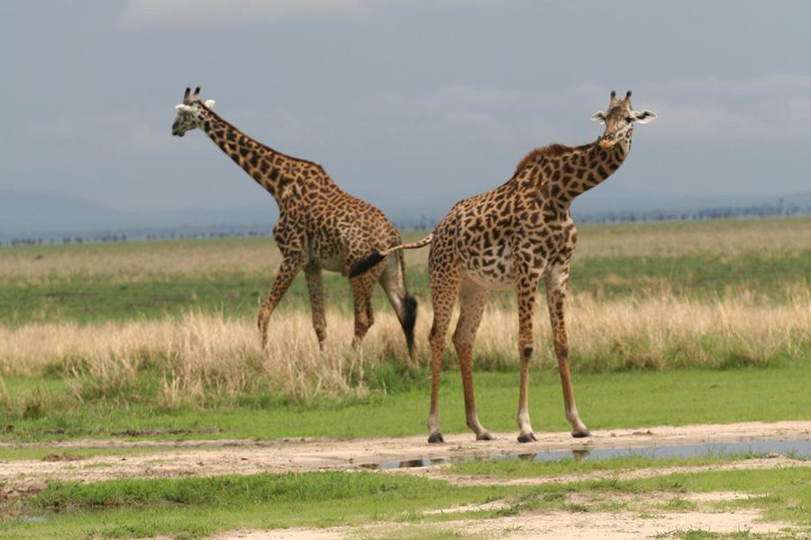 Giraffe in Katavi.