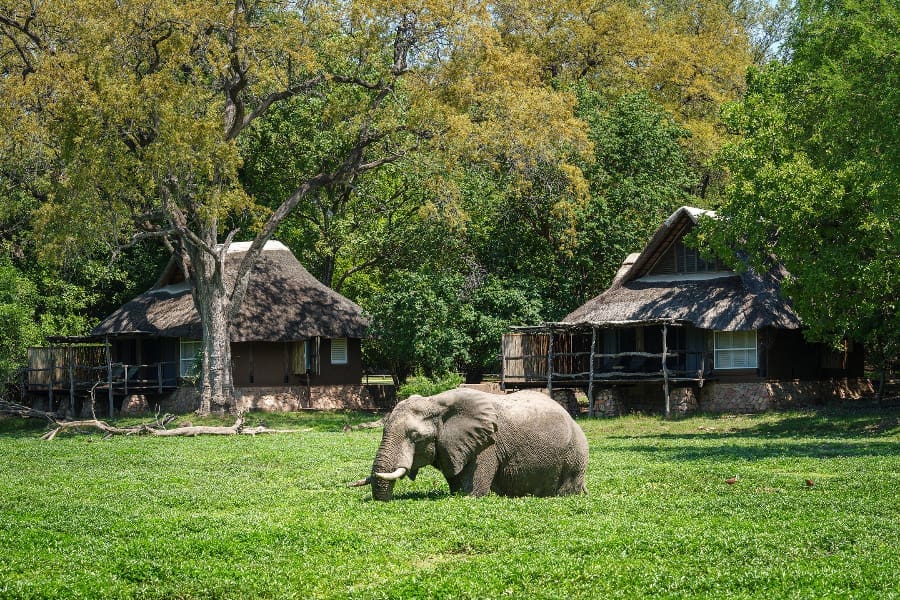 Un elefante atraviesa la imagen con el vientre lleno de agua y plantas | Go2Africa