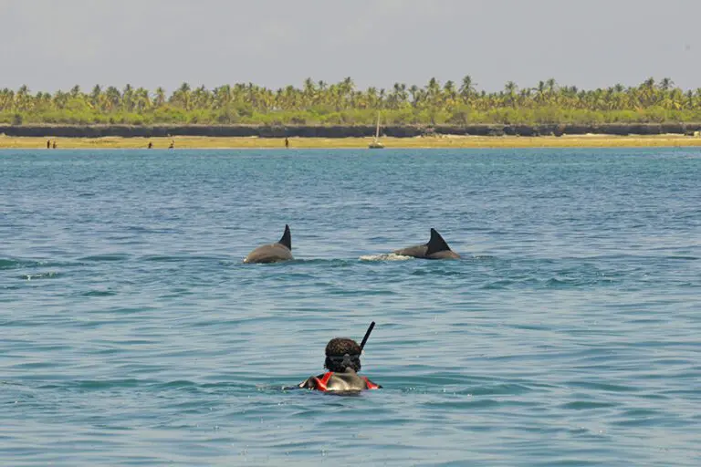 Swimming with dolphins.