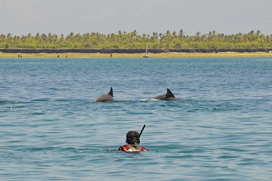 Tanzania-Fanjove-Island-Swimming-with-dolphins-1