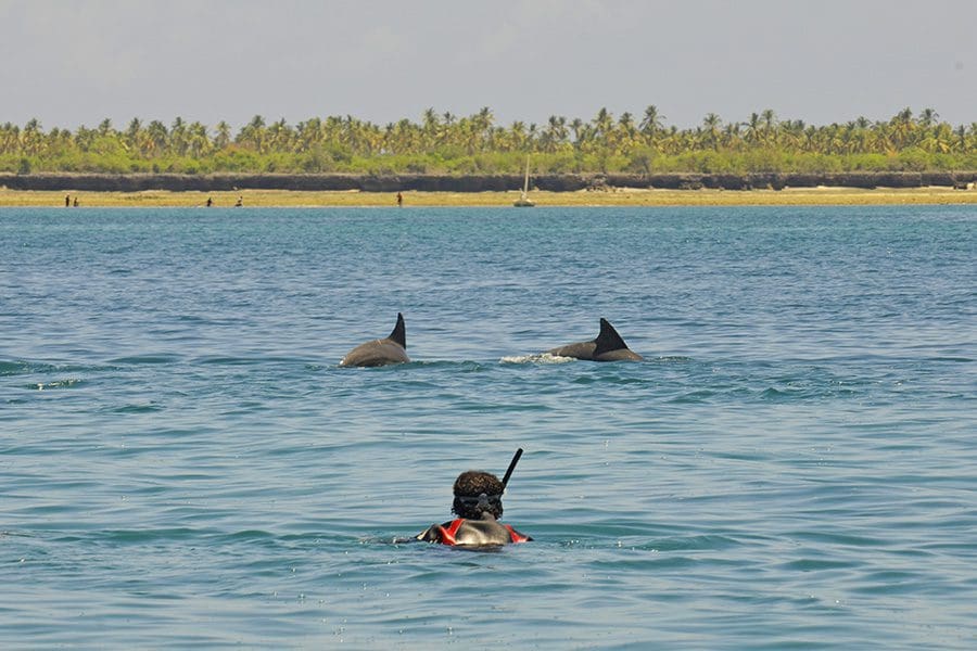 Tanzania-Fanjove-Island-Swimming-with-dolphins-1