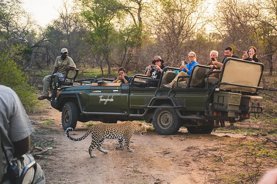 Safari.