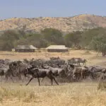 View wildlife from the comfort of your room at Ubuntu Migration Camp.