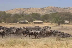 View wildlife from the comfort of your room at Ubuntu Migration Camp.