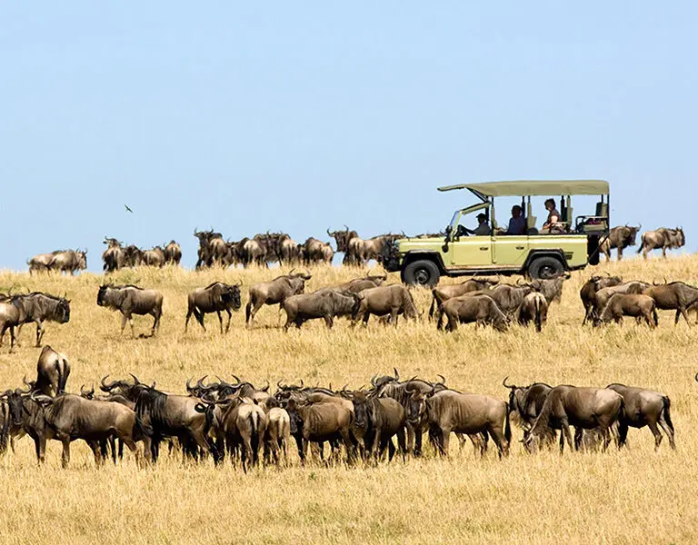 ubuntu-camp-wildebeest-migration-game-drive-5