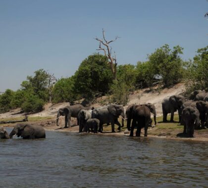 elephants_drinking_water_chobe_river
