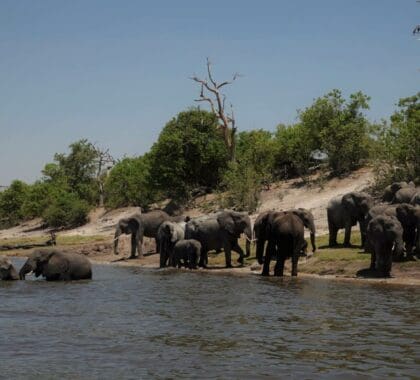 La guía definitiva para un safari por el Chobe