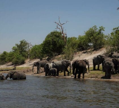 The Ultimate Guide to a Chobe Safari