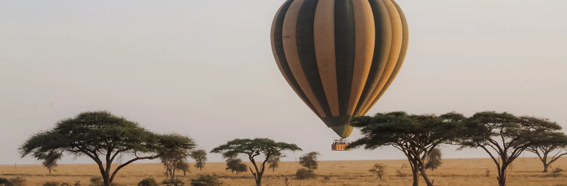 Hot air balloons over the Serengeti with acacia trees | Go2Africa