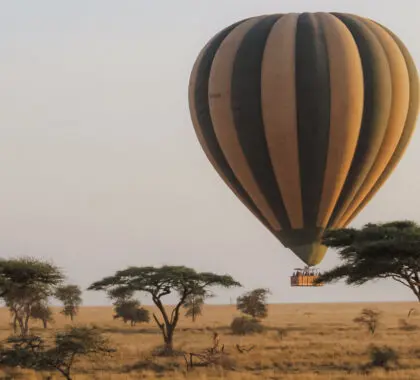 10 mejores safaris por el Serengeti