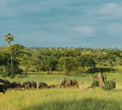 15 mejores campamentos y lodges de safari en Tanzania