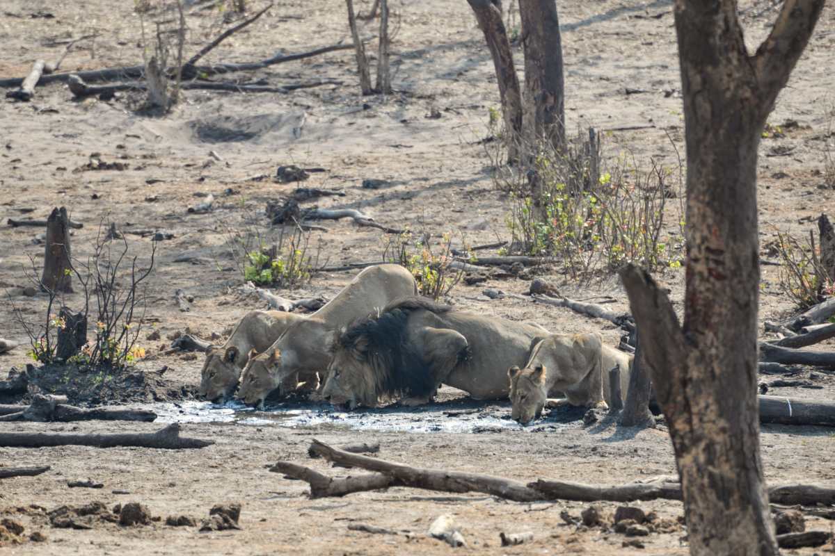 Surrounded by dry plains, a grown male lion and three lionesses gather along Chobe River to quench their thirst with a sip of water.