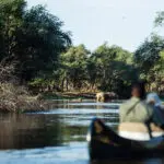 Canoeing safaris are a great way to quietly explore the river and watch animals enjoying the water. 