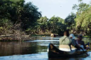 Canoeing safaris are a great way to quietly explore the river and watch animals enjoying the water. 