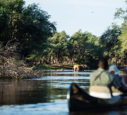 Los safaris en canoa son una forma estupenda de explorar tranquilamente el río y observar a los animales disfrutando del agua. 