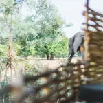 Here an elephant grazes nearby at tent at Chula Island Camp.